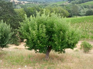 Close up of the good apple tree.