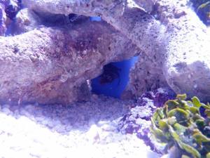 It started out hidden behind the rock structure, then started moving toward me.