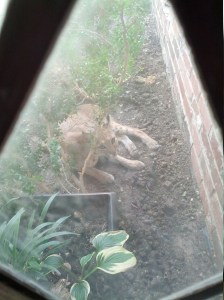 Ohhh... it was napping.  And I woke it up.