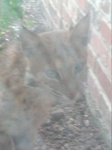 LolaBobbie looked right at me through the dirty window.  It is not alarmed or worried or concerned or fearful about my presence.