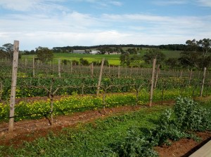 Pretty vines at Two Hands